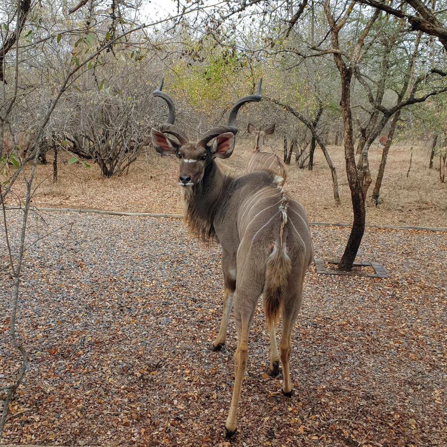 Luvivane Luxury Villa Marloth Park Buitenkant foto