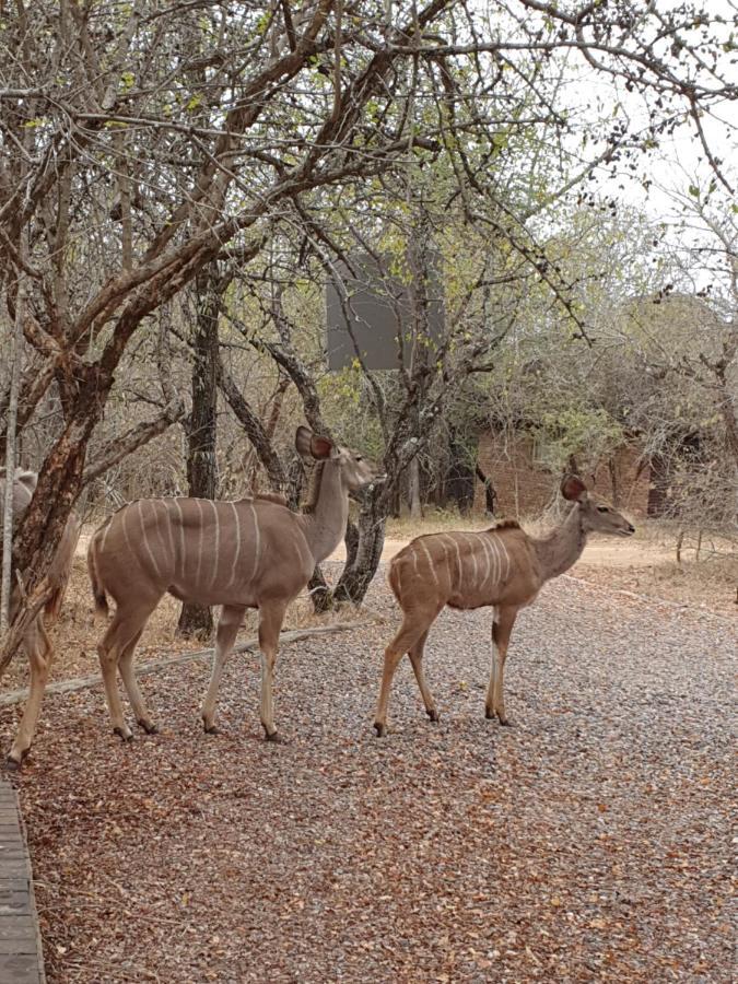 Luvivane Luxury Villa Marloth Park Buitenkant foto
