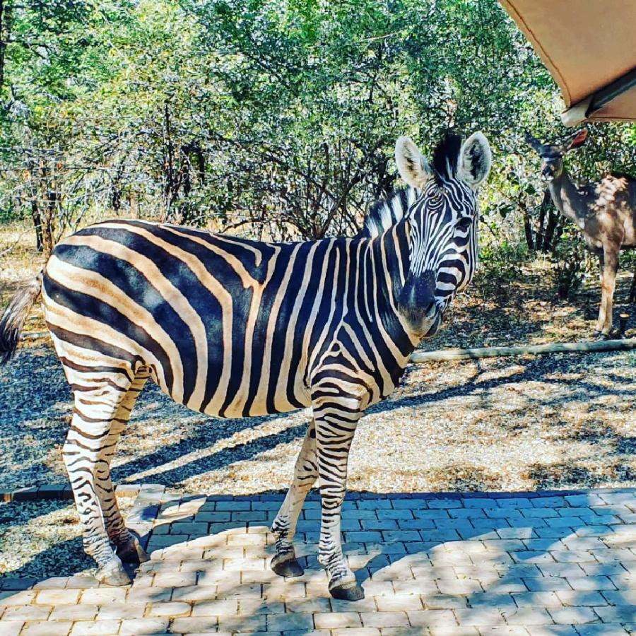 Luvivane Luxury Villa Marloth Park Buitenkant foto