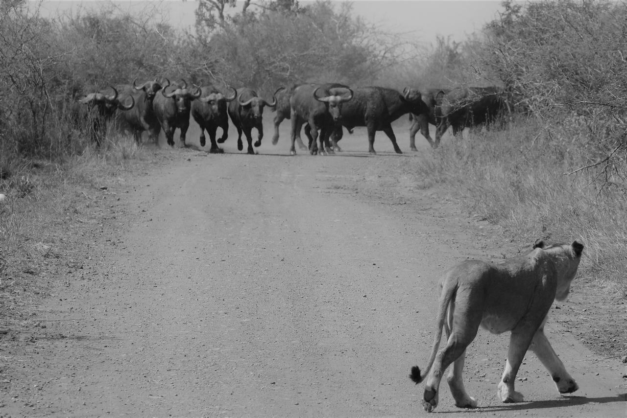Luvivane Luxury Villa Marloth Park Buitenkant foto